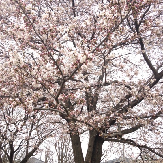 桜（桶川市坂田の公園）①