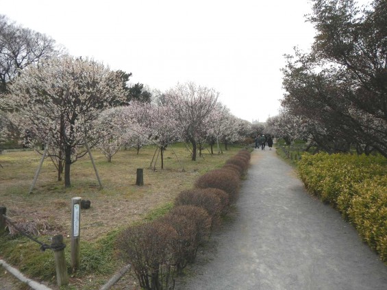 2015年3月14日梅満開の梅林　梅林公園（埼玉県越谷市）DSCN6800
