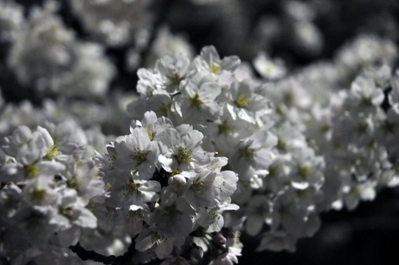 2015年3月31日　大宮公園の夜桜の花見DSC_0069