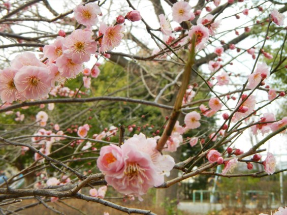 2015年3月14日梅満開の梅林　梅林公園（埼玉県越谷市）DSCN6804