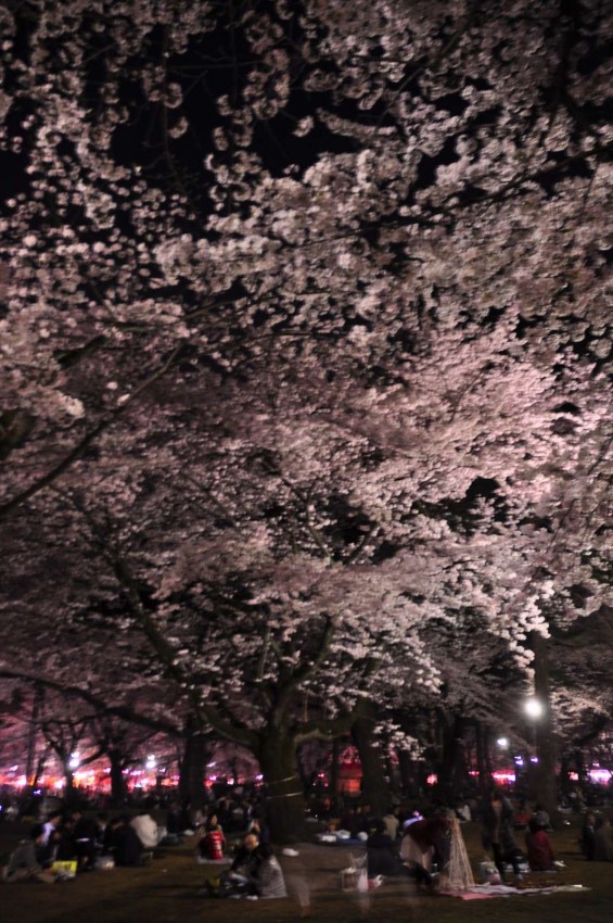 2015年3月31日　大宮公園の夜桜の花見DSC_0150