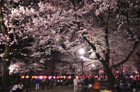 2015年3月31日　大宮公園の夜桜の花見DSC_0098
