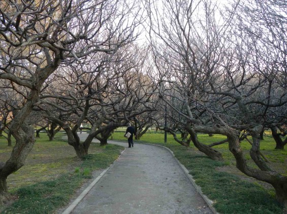 桃の節句に咲く梅DSCN6785 201503 越谷市梅林公園