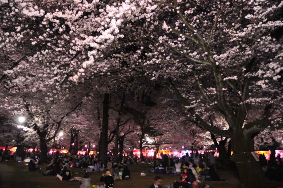 2015年3月31日　大宮公園の夜桜の花見DSC_0097