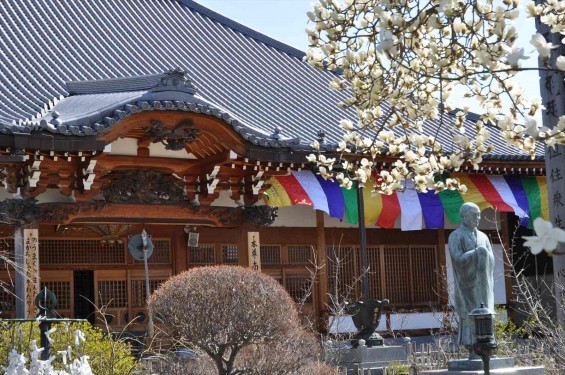 20150325 埼玉県上尾市 遍照院 モクレンの花 木蓮の花DSC_0028-