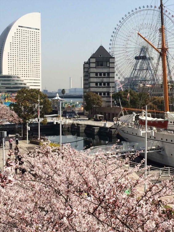 2015年3月 大塚横浜支社（ランドマークタワー）周辺の桜 から見える桜の木 桜木町IMG_1151