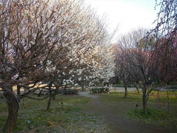 桃の節句に咲く梅DSCN6770 201503 越谷市梅林公園