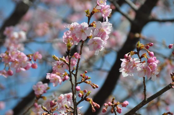 2015年3月5日 東京都町田市真光寺町 町田いずみ浄苑フォレストパークの河津桜DSC_0099