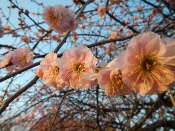 桃の節句に咲く梅DSCN6775 201503 越谷市梅林公園