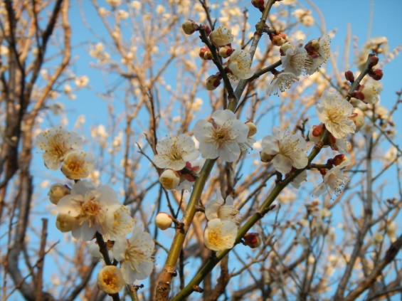 桃の節句に咲く梅DSCN6777 201503 越谷市梅林公園