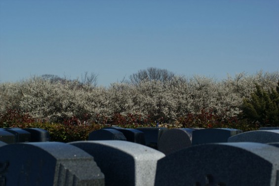 2015年3月11日 さよなら北斗星 埼玉県上尾市瓦葺 メモリアルガーデン大宮青山苑 梅画像５