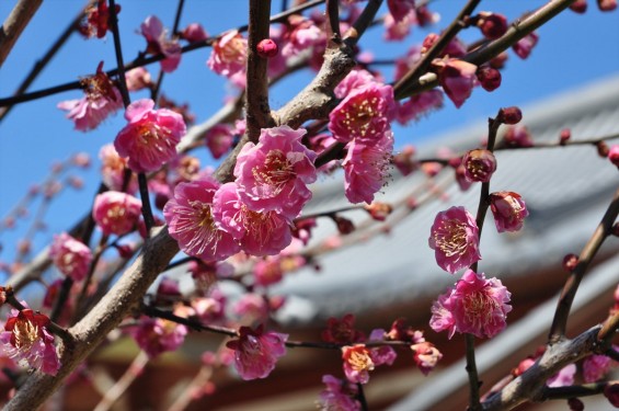 20150312 埼玉県久喜市 香最寺の梅が間もなく満開DSC_0008