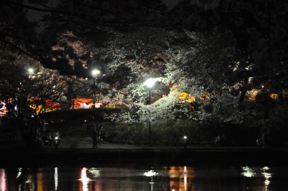 2015年3月31日　大宮公園の夜桜の花見DSC_0017