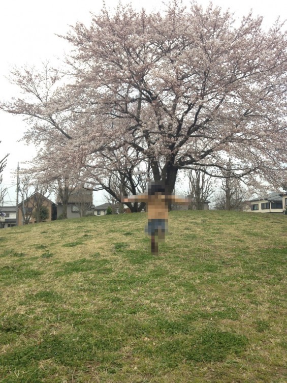 桜（桶川市坂田の公園）⑤