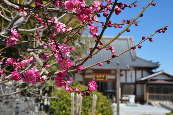 20150312 埼玉県久喜市 香最寺の梅が間もなく満開DSC_0012