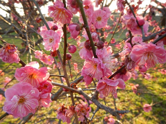 桃の節句に咲く梅DSCN6773 201503 越谷市梅林公園
