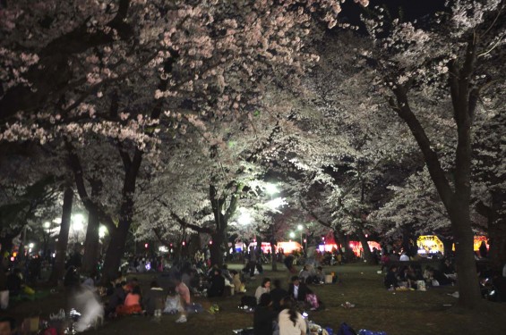 2015年3月31日　大宮公園の夜桜の花見DSC_0141