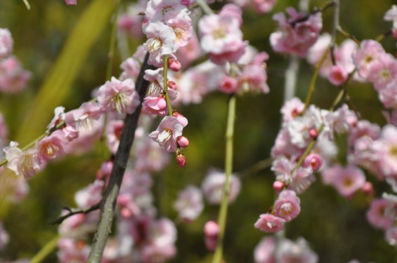 2015年3月5日 東京都町田市真光寺町 町田いずみ浄苑フォレストパークの枝垂れ桜DSC_0107