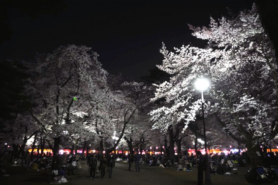 2015年3月31日　大宮公園の夜桜の花見DSC_0090