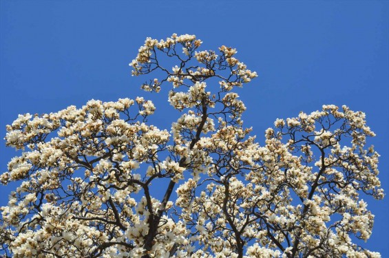 20150325 埼玉県上尾市 遍照院 モクレンの花 木蓮の花DSC_0037-