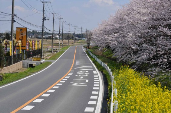 桶川霊園の入り口の桜並木-DSC_0038