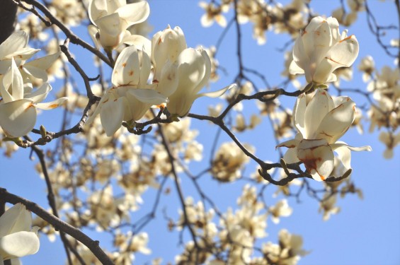 20150325 埼玉県上尾市 遍照院 モクレンの花 木蓮の花DSC_0031-