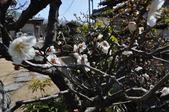 2015年3月5日 埼玉県東松山市　森林公園昭和浄苑DSC_0009
