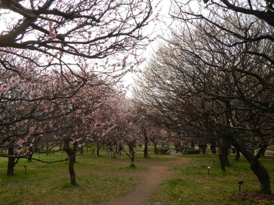 2015年3月14日梅満開の梅林　梅林公園（埼玉県越谷市）DSCN6807