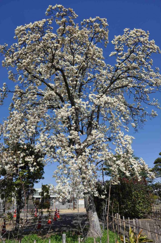 20150325 埼玉県上尾市 遍照院 モクレンの花 木蓮の花DSC_0035-