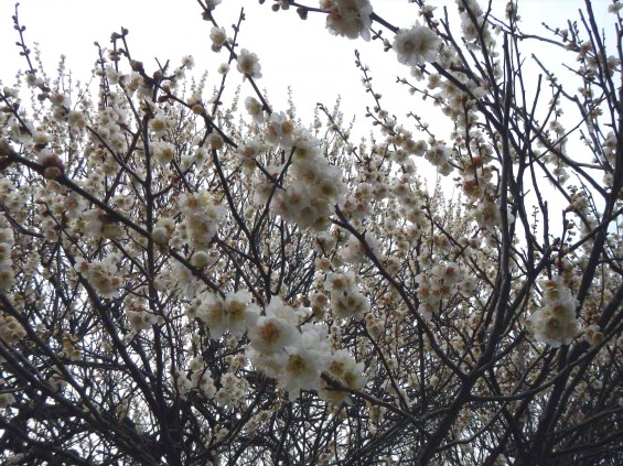 2015年3月14日梅満開の梅林　梅林公園（埼玉県越谷市）DSCN6803
