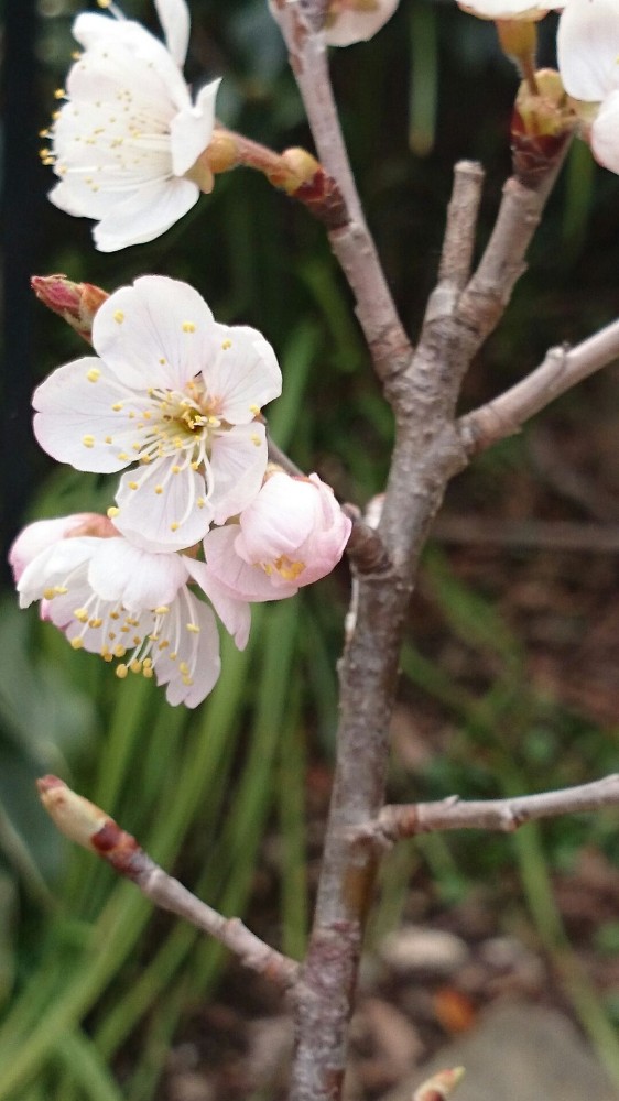 2015年3月15日 “かばざくら”の苗木に桜の花が咲きました1426303567014