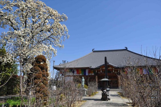 20150325 埼玉県上尾市 遍照院 モクレンの花 木蓮の花DSC_0039-