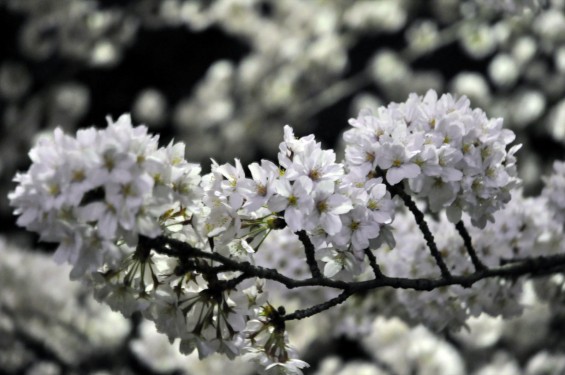 2015年3月31日　大宮公園の夜桜の花見DSC_0050
