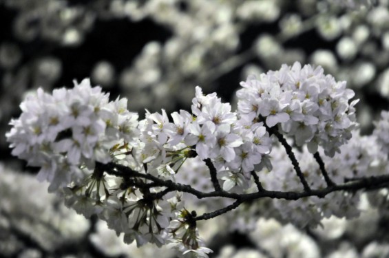 2015年3月31日　大宮公園の夜桜の花見DSC_0050
