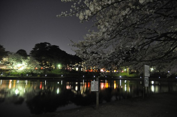 2015年3月31日　大宮公園の夜桜の花見DSC_0022