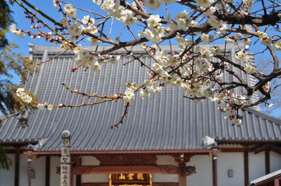 20150312 埼玉県久喜市 香最寺の梅が間もなく満開DSC_0011