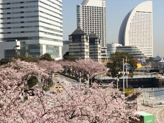 2015年3月 大塚横浜支社（ランドマークタワー）周辺の桜 から見える桜の木 桜木町IMG_1154