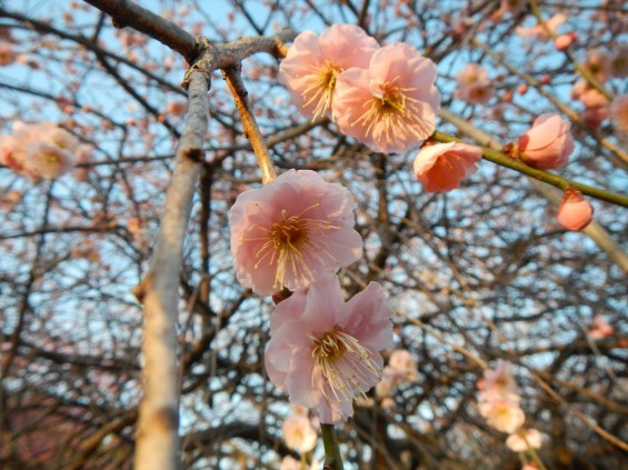桃の節句に咲く梅DSCN6774 201503 越谷市梅林公園