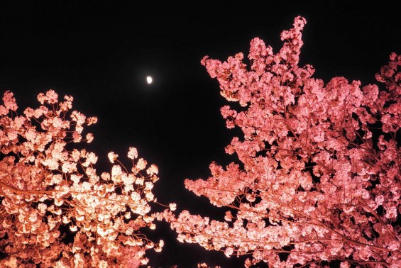 de24f0494b23b3132ca749ae2141c440_m 高田城夜桜-