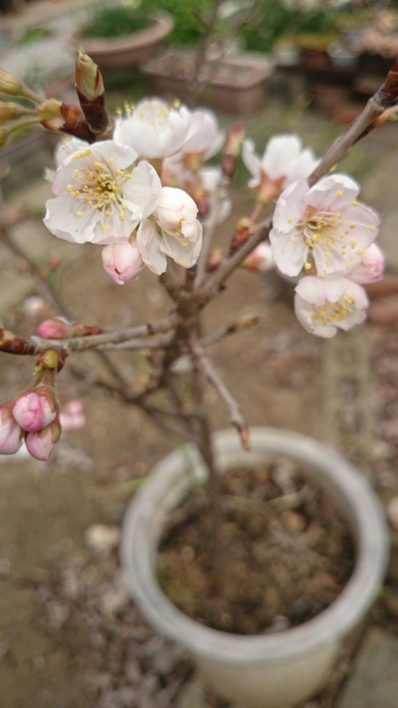 2015年3月15日 “かばざくら”の苗木に桜の花が咲きました1426303578672