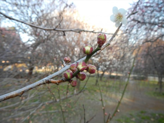 桃の節句に咲く梅DSCN6771 201503 越谷市梅林公園