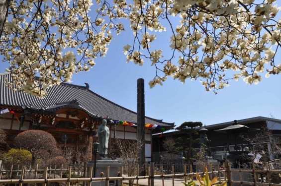 20150325 埼玉県上尾市 遍照院 モクレンの花 木蓮の花DSC_0030-