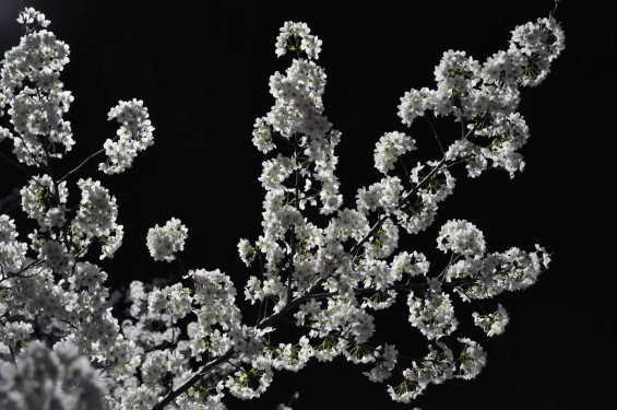 2015年3月31日　大宮公園の夜桜の花見DSC_0066