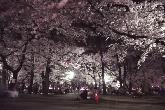2015年3月31日　大宮公園の夜桜の花見DSC_0122