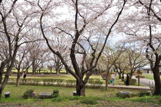 2014年4月4日 さきたま古墳の桜DSC_0293