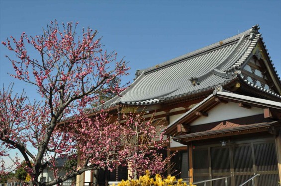 20150312 埼玉県久喜市 香最寺の梅が間もなく満開DSC_0005