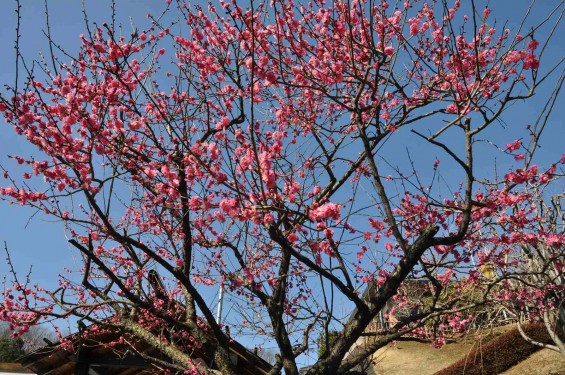 2015年3月5日 埼玉県東松山市　森林公園昭和浄苑の梅DSC_0004