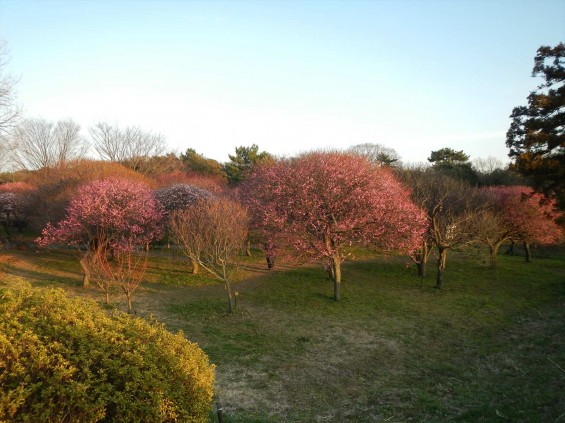 桃の節句に咲く梅DSCN6792 201503 越谷市梅林公園