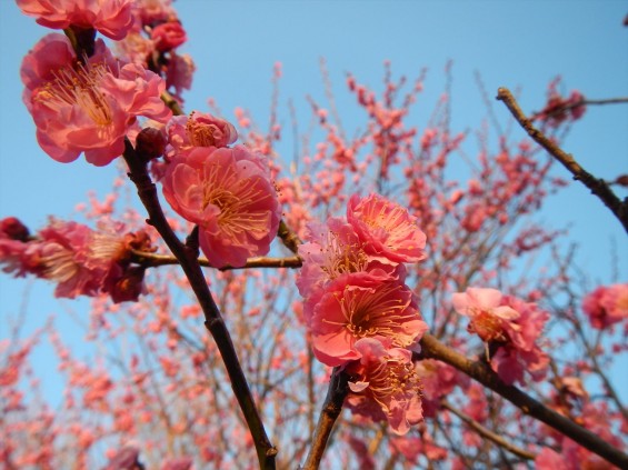 桃の節句に咲く梅DSCN6790 201503 越谷市梅林公園