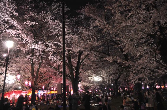 2015年3月31日　大宮公園の夜桜の花見DSC_0108
